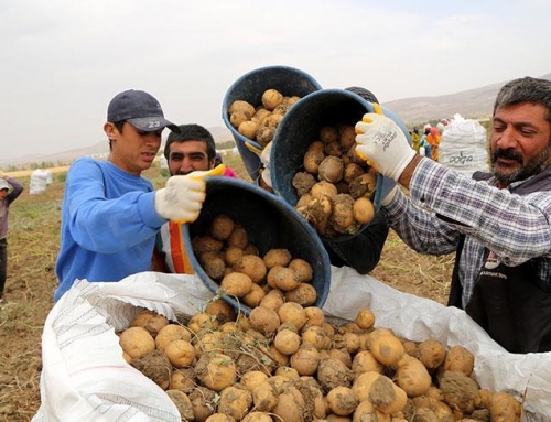 Sivas’ta 7 çeşit yerli patates üretildi
