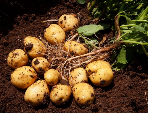 Patates tohumları satışta!